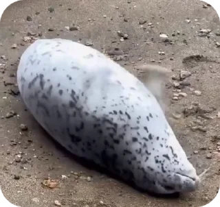 🦭