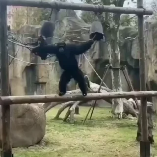 🐒