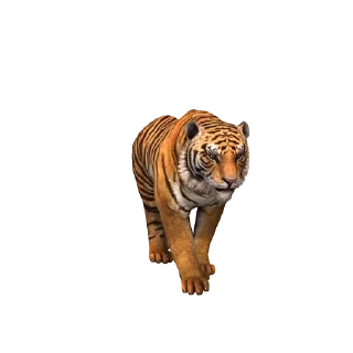 🐯