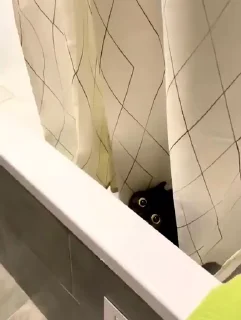 🐈‍⬛