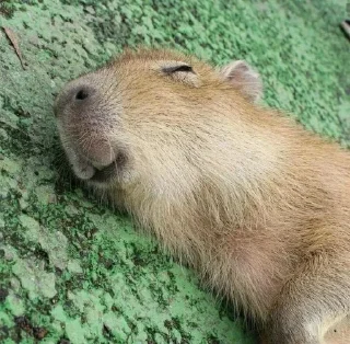 🐗