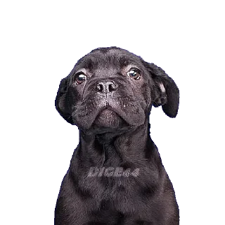 🐶