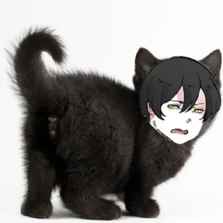 😾