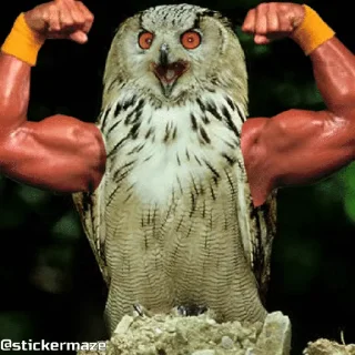 🦉