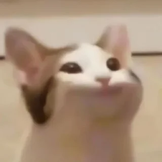 😺