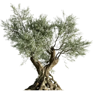 🌳