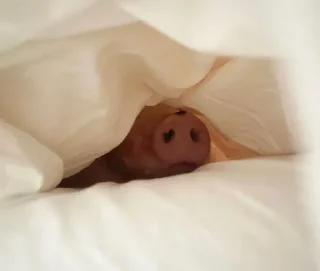 🥺