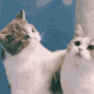 🐱