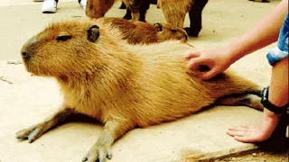 $GrandPa Capybaras @en_gpa
