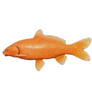🐟