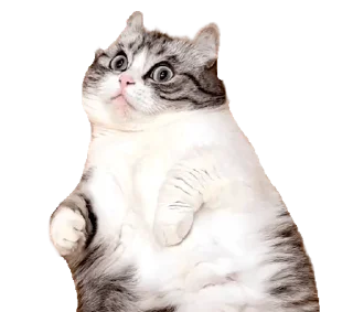 🐈