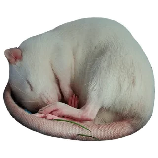🐁