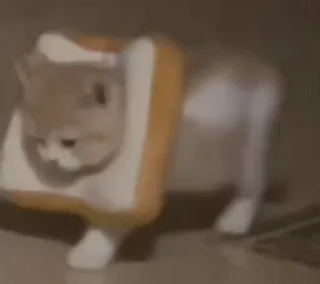 🐱