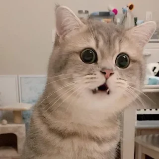 🐶
