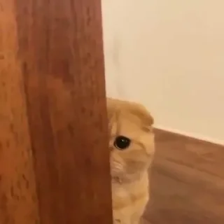 🐈