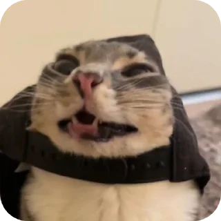 🐱