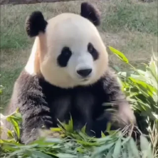 🫣