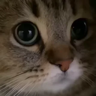 😻