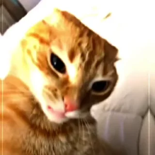 😻
