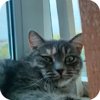 🐱
