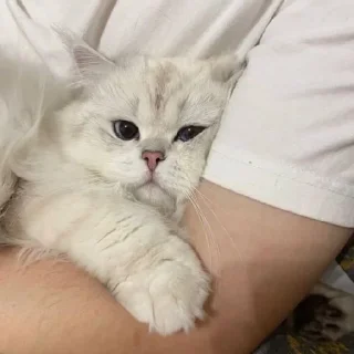 🐈