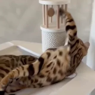 🤩