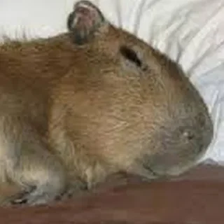 😴