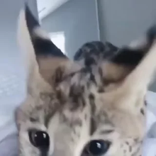 😠