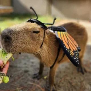 🦋