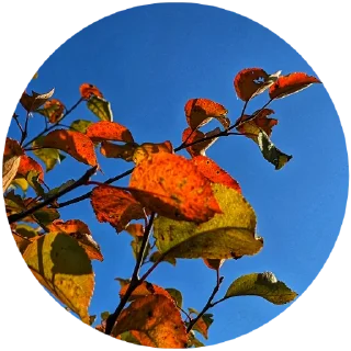🍁