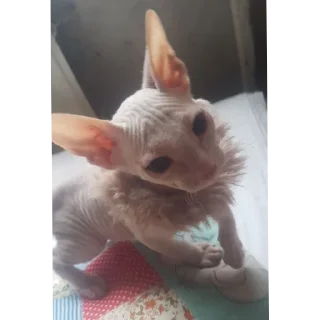 🦁