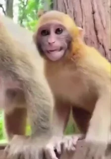 🤩