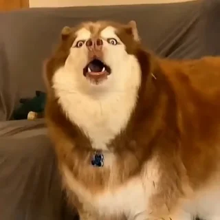 🐩