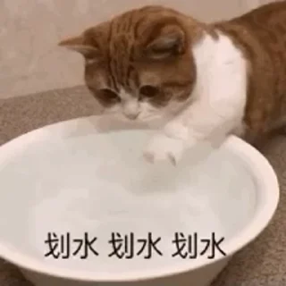 🐱