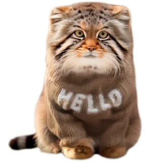 ✋