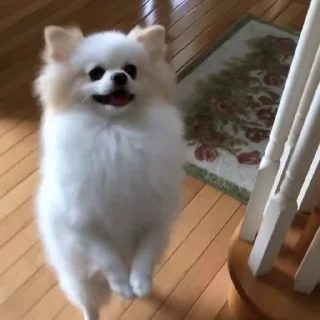 🤩