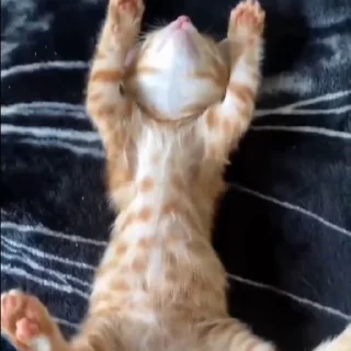 🐈