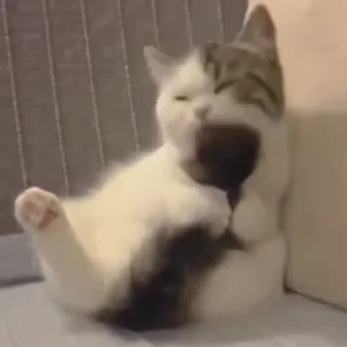 🐈
