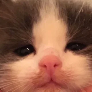 🥺