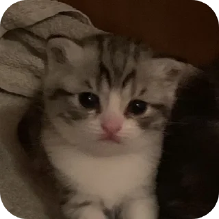 🐱
