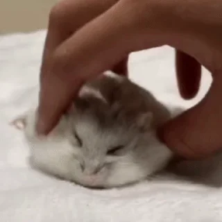 🐹