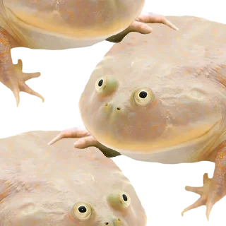 🐸