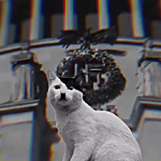 😺