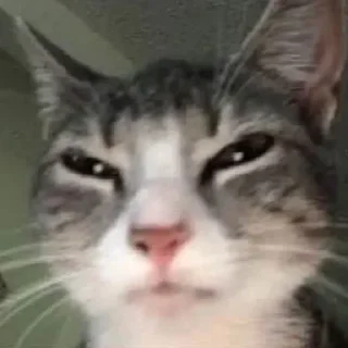 🐈‍⬛