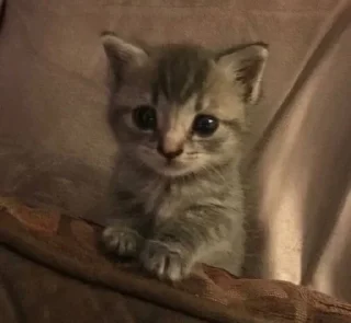 🥺