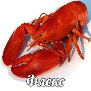 🦞