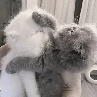 🤍