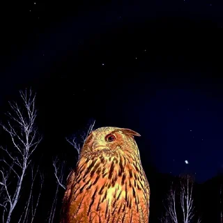 🌟