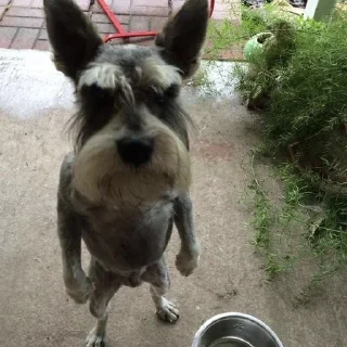 😤