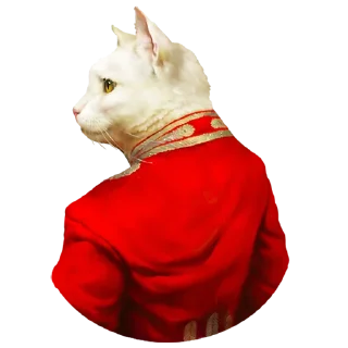 😺